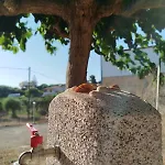Chryssi * Agios Ioannis (Ilia)